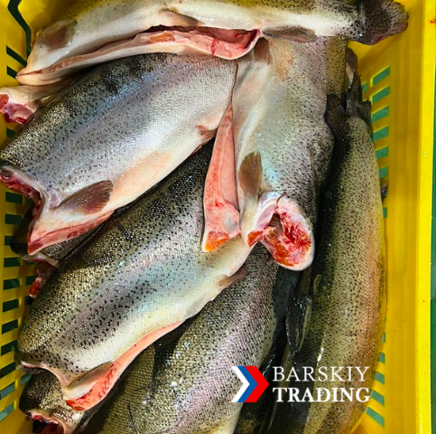 Salmon Trout Iran